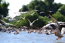 Pelicans at Beleu lake at the Lower Prut river in Moldova